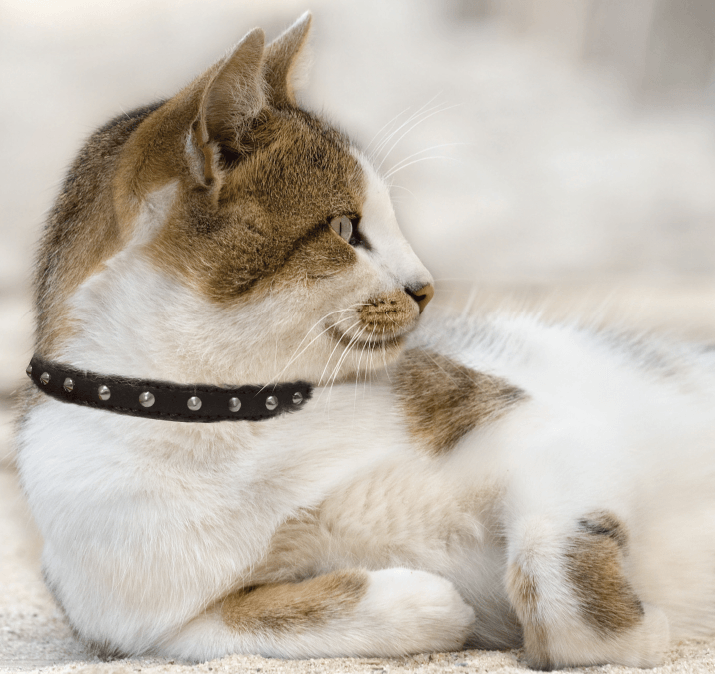 Studded Cat Collars