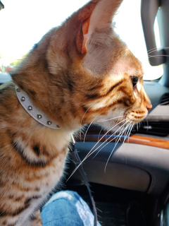 Studded Cat Collars