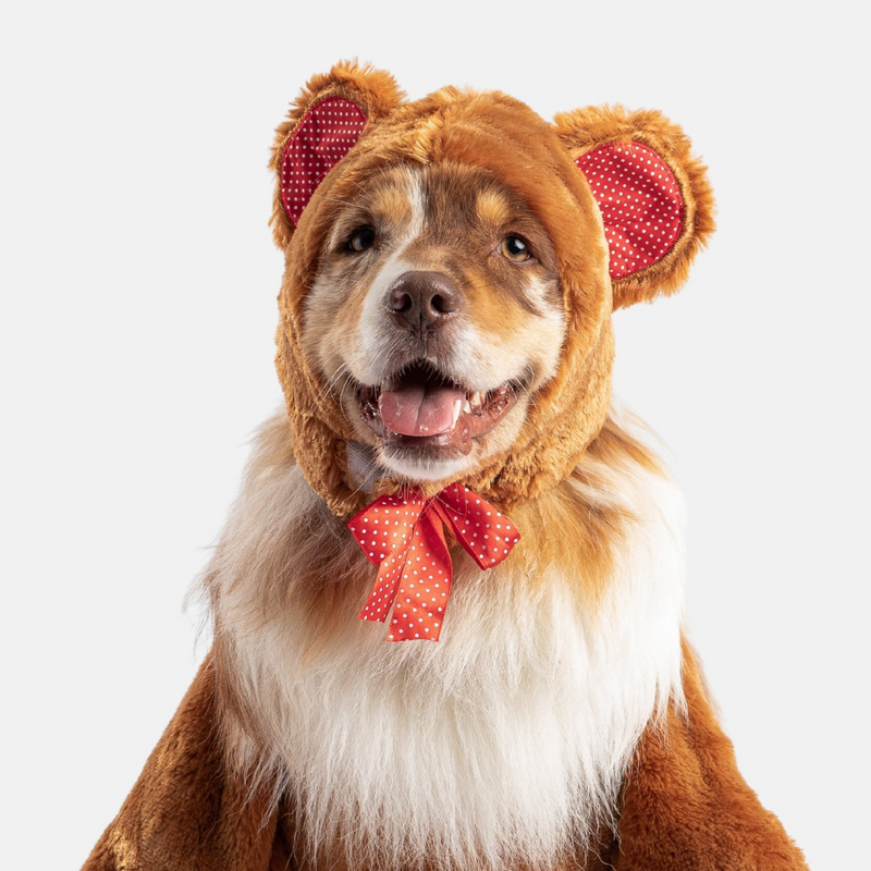 Teddy Bear dog Costume