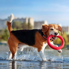 Dog Ring Toy