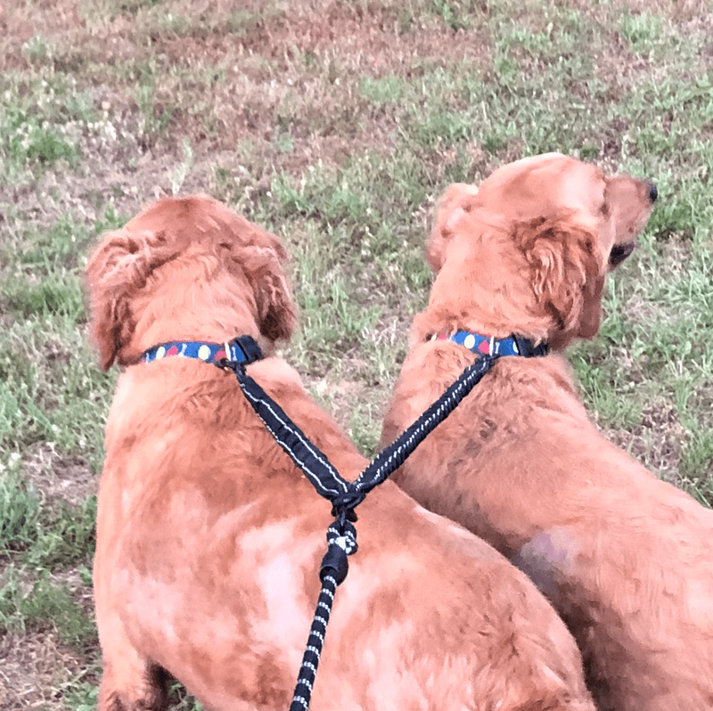 Dual Bungee Leash